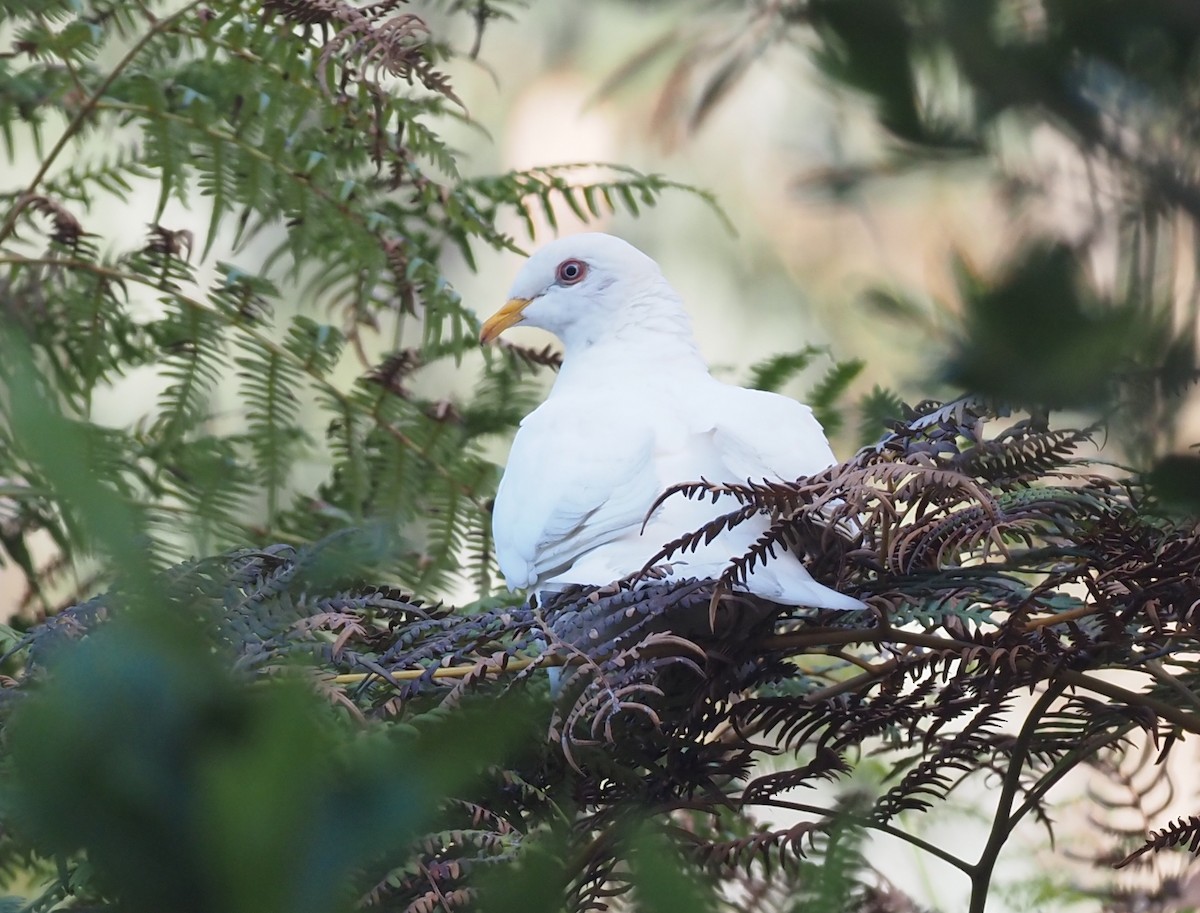 Pigeon à queue barrée (groupe albilinea) - ML480056331