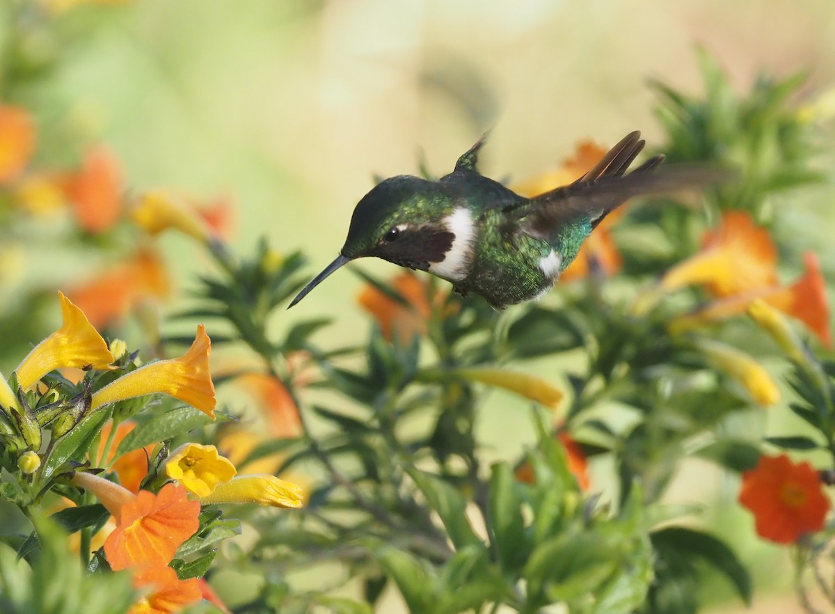 Colibrí de Jourdan - ML480056621