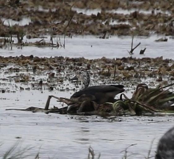 Comb Duck - ML480056851