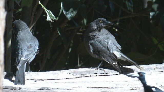 ハイイロフエガラス（versicolor／plumbea） - ML480057201