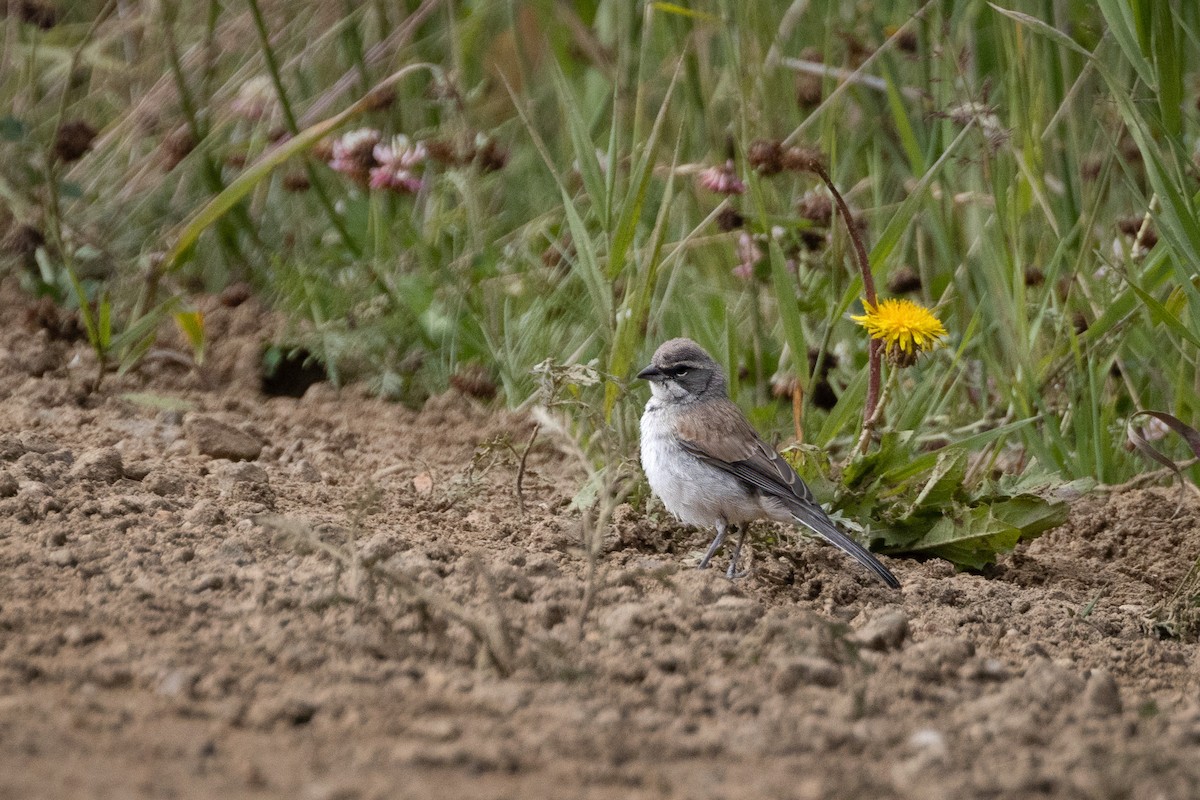 Black-throated Sparrow - Gary Witt