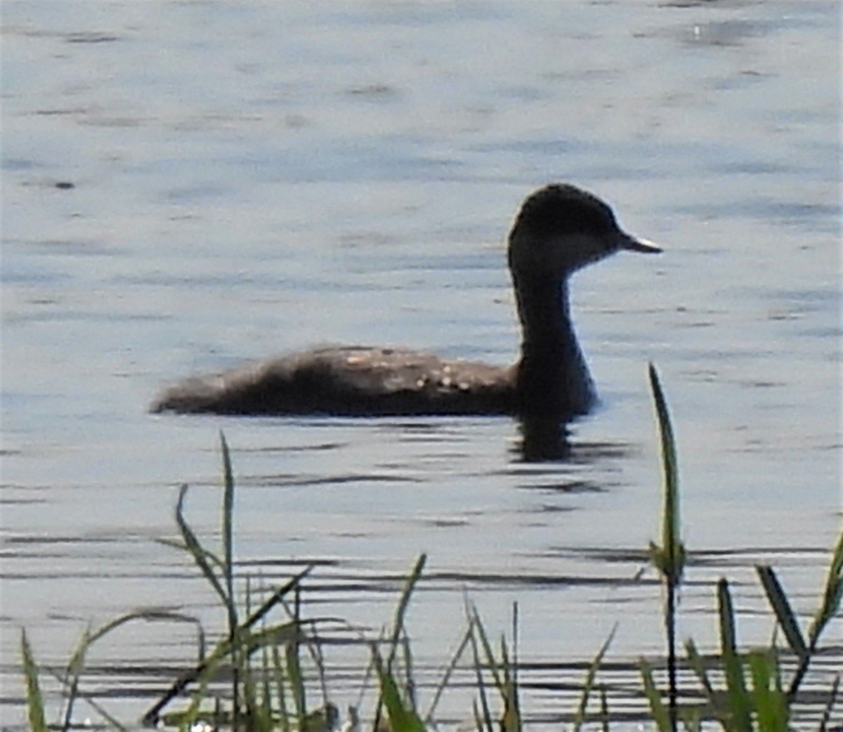 Eared Grebe - ML480063341