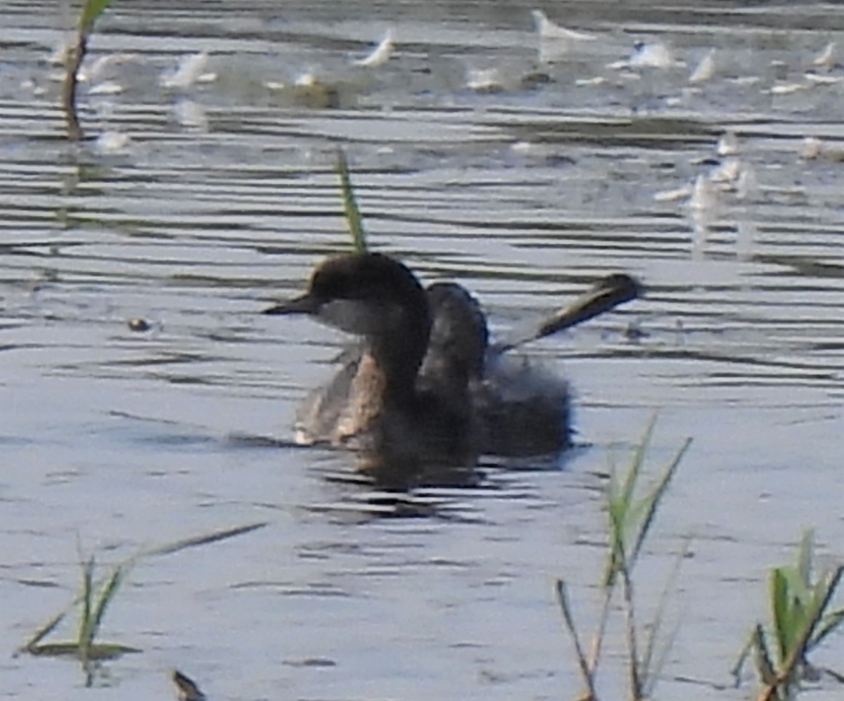 Eared Grebe - ML480063361