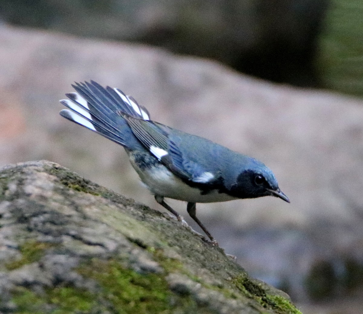 Black-throated Blue Warbler - ML480063411