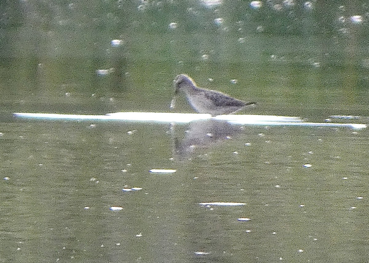 Stilt Sandpiper - ML480063471