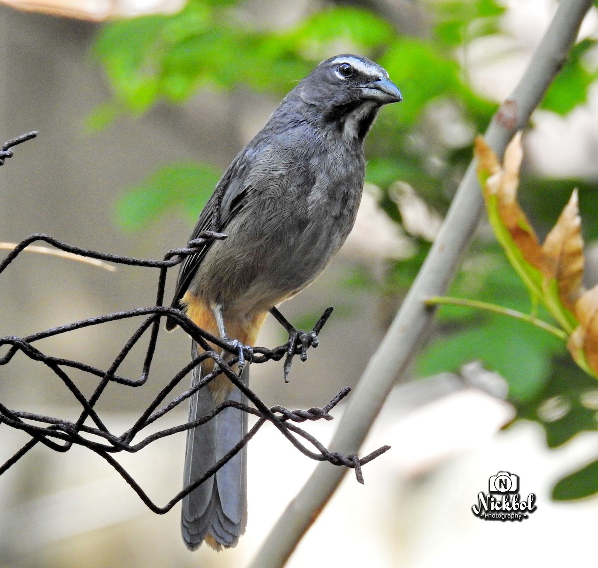 Cinnamon-bellied Saltator - Nick Bolanos