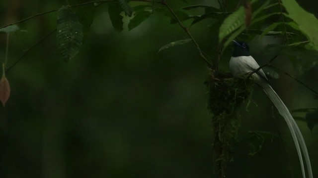 ブライスサンコウチョウ - ML480064