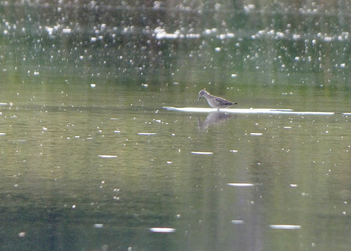 Stilt Sandpiper - ML480064121