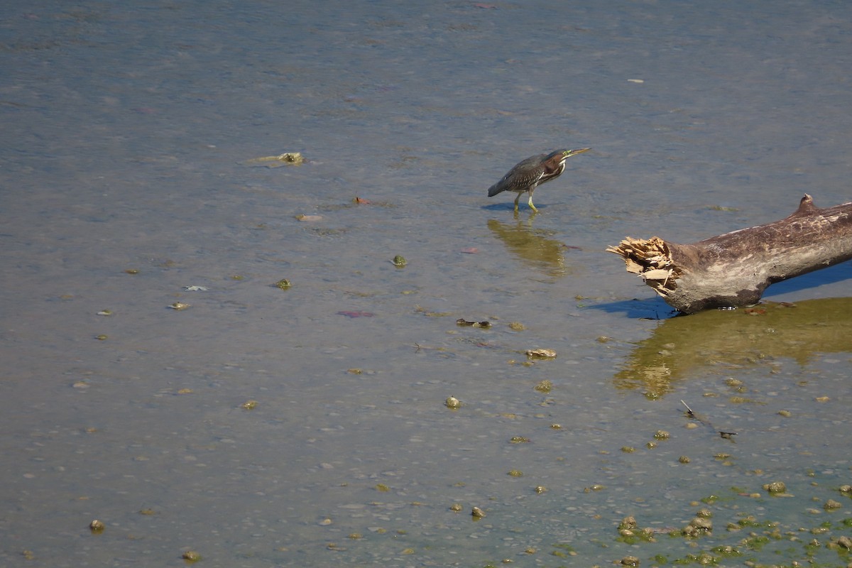 Green Heron - David Brinkman