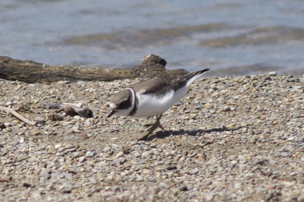 Semipalmated Plover - ML480064841