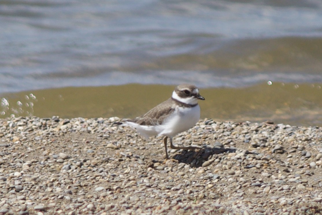 Semipalmated Plover - ML480064851