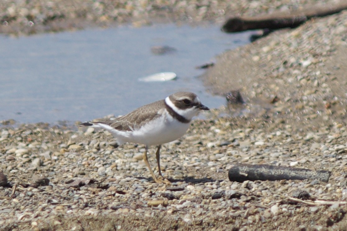 Semipalmated Plover - ML480064861
