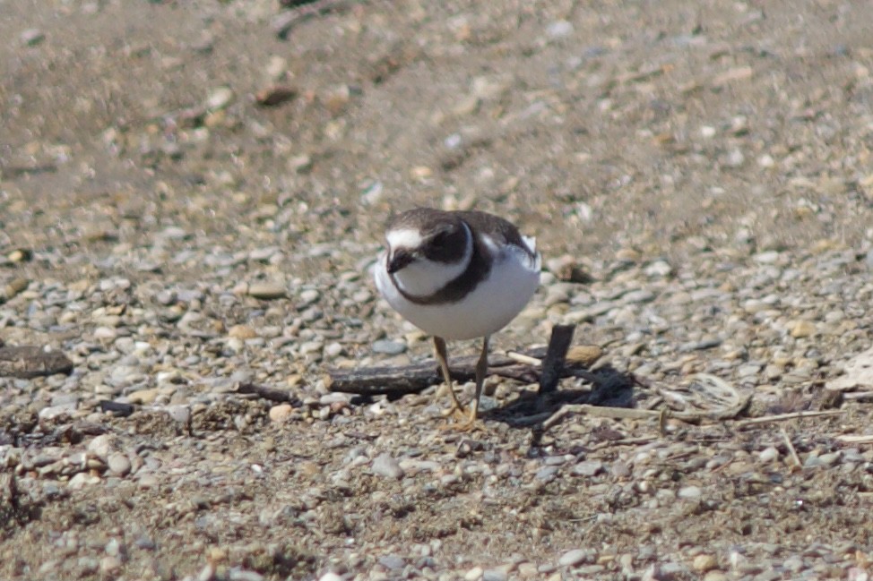 Semipalmated Plover - ML480064871
