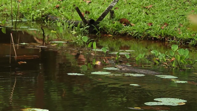 Monitor Lizards - ML480065