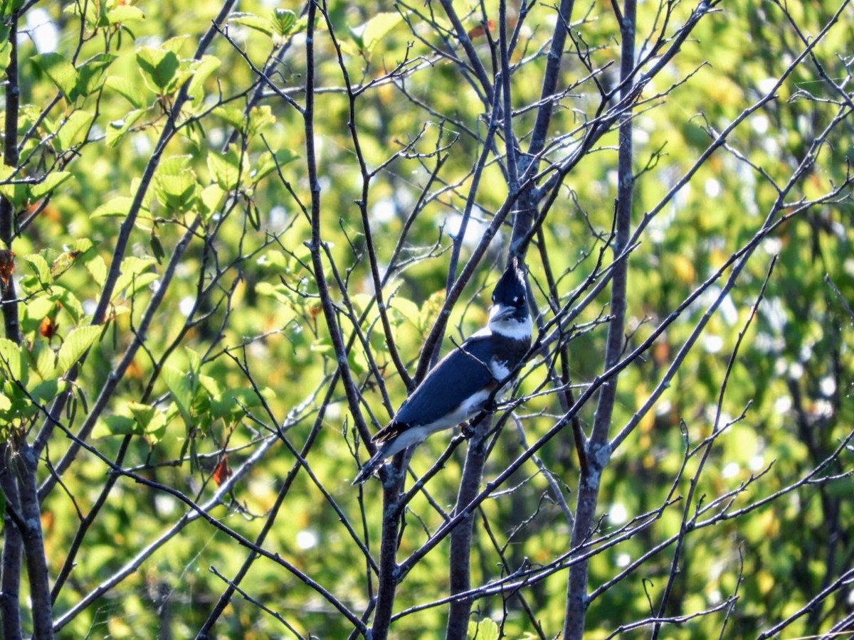 Belted Kingfisher - ML480065111