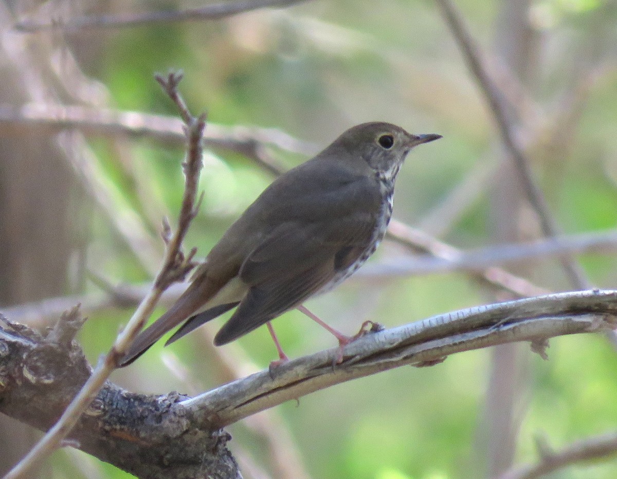 Hermit Thrush - ML480065181