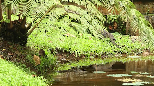 Monitor Lizards - ML480066