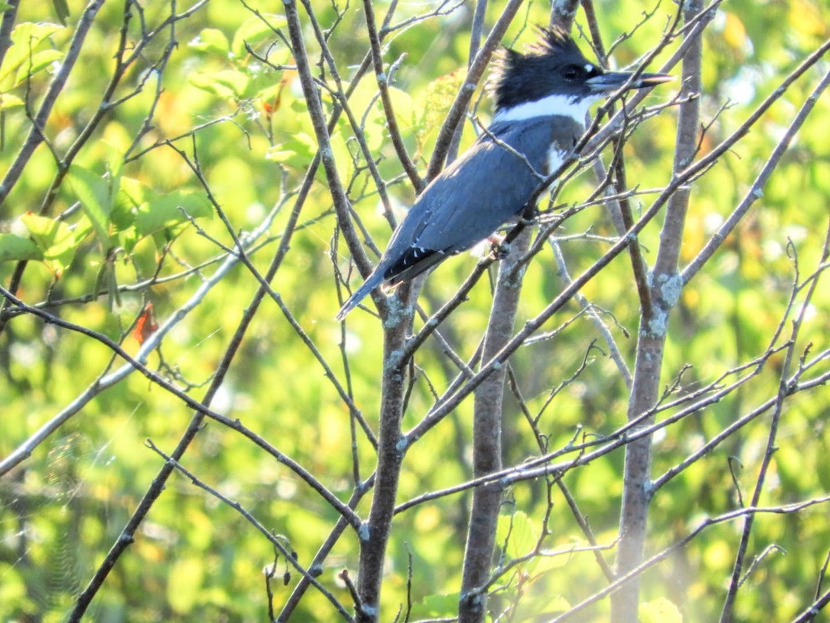 Belted Kingfisher - ML480066011