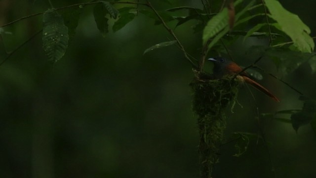 ブライスサンコウチョウ - ML480067