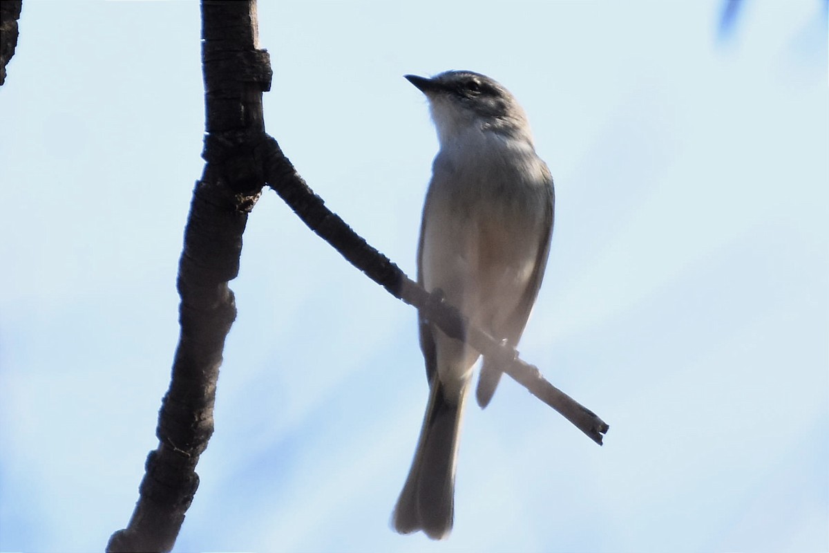 Suiriri Flycatcher - Juan Bardier