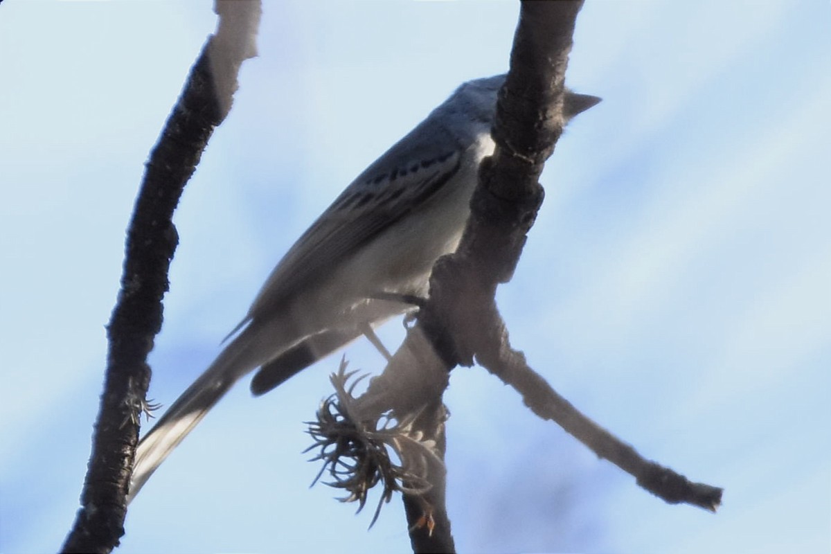 Suiriri Flycatcher - ML480067221