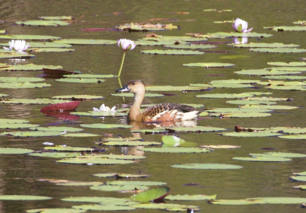 Dendrocygne à lunules - ML480067381