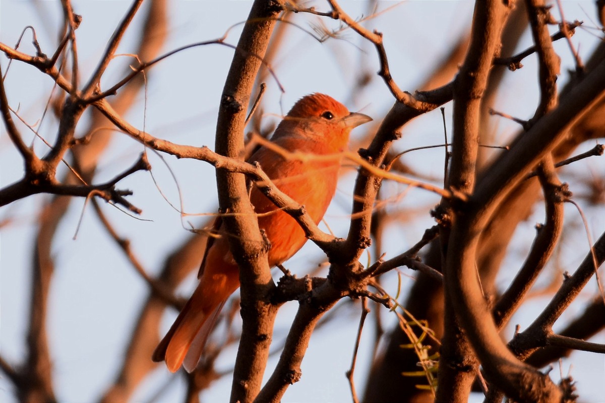 Hepatic Tanager - ML480067961