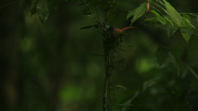 ブライスサンコウチョウ - ML480068