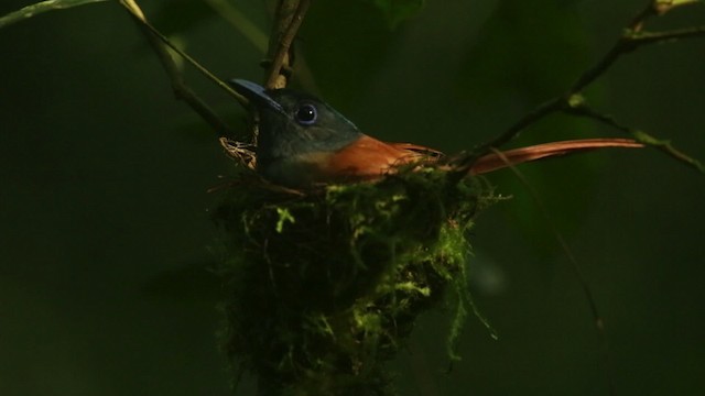ブライスサンコウチョウ - ML480069