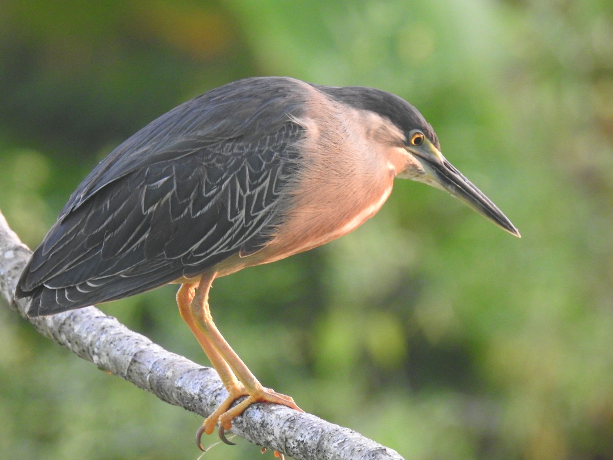 Striated Heron - ML480069831