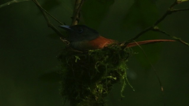 ブライスサンコウチョウ - ML480070