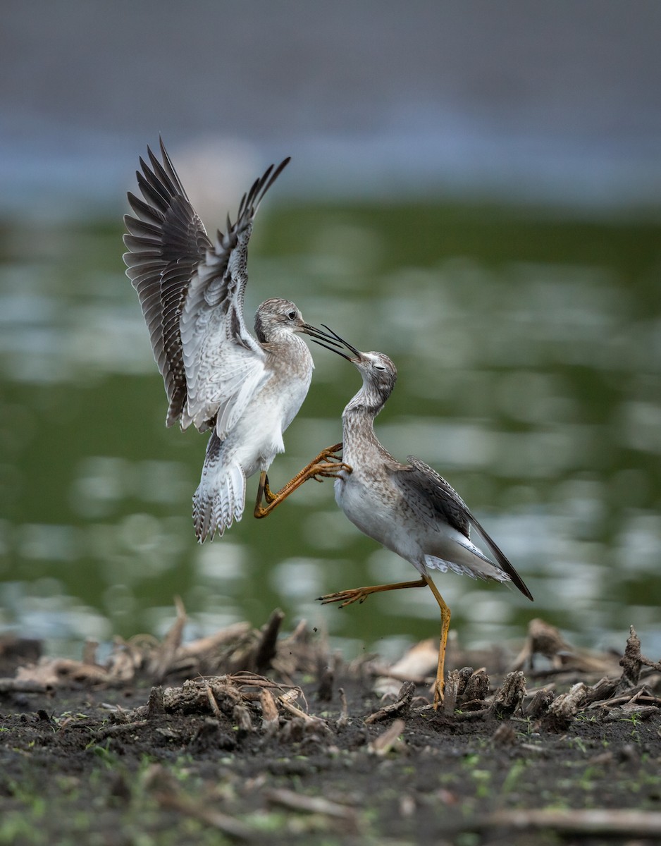 Lesser Yellowlegs - Matt Kaiser