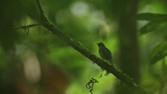 Sunda Blue Flycatcher - ML480071