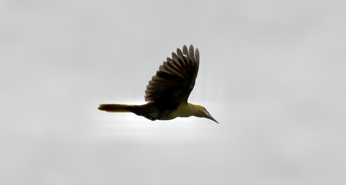 Parástirnvogel (yuracares/neivae) - ML480071141