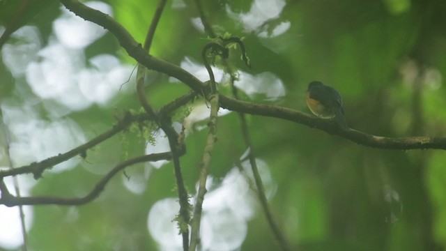 Sunda Blue Flycatcher - ML480072
