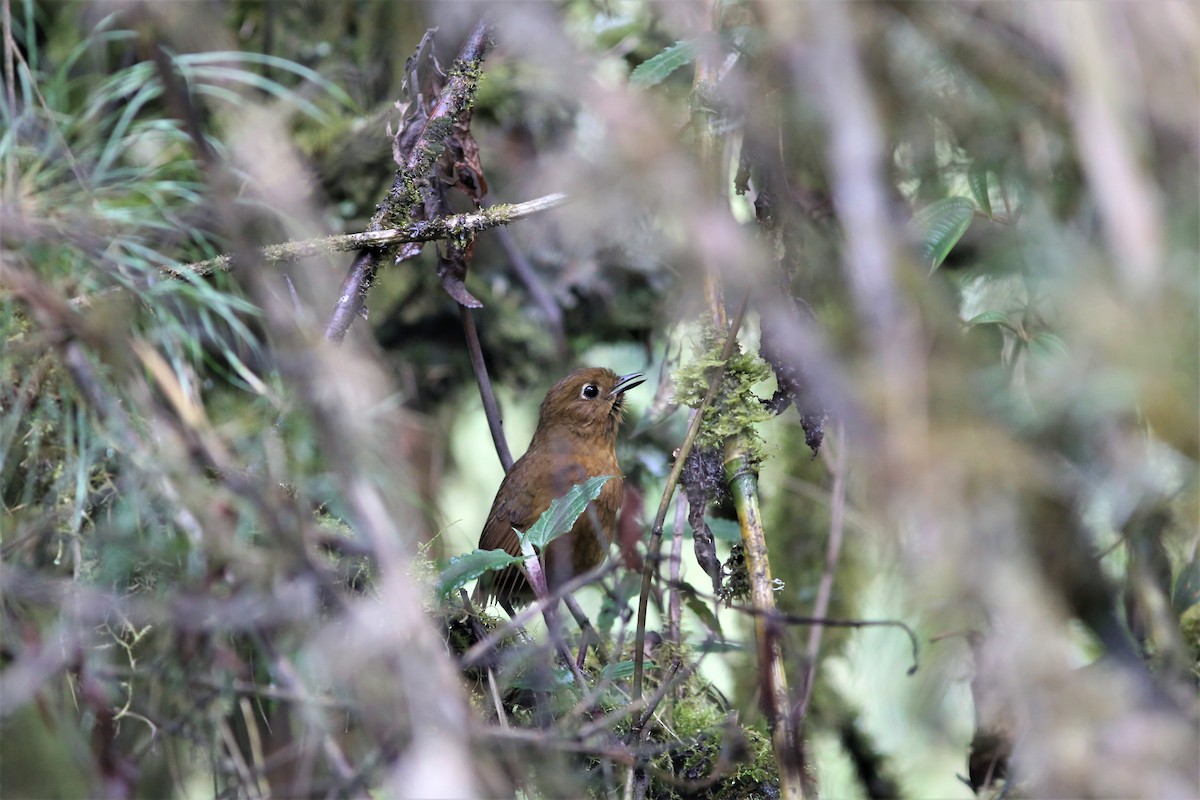 Junin Antpitta - Rohan van Twest