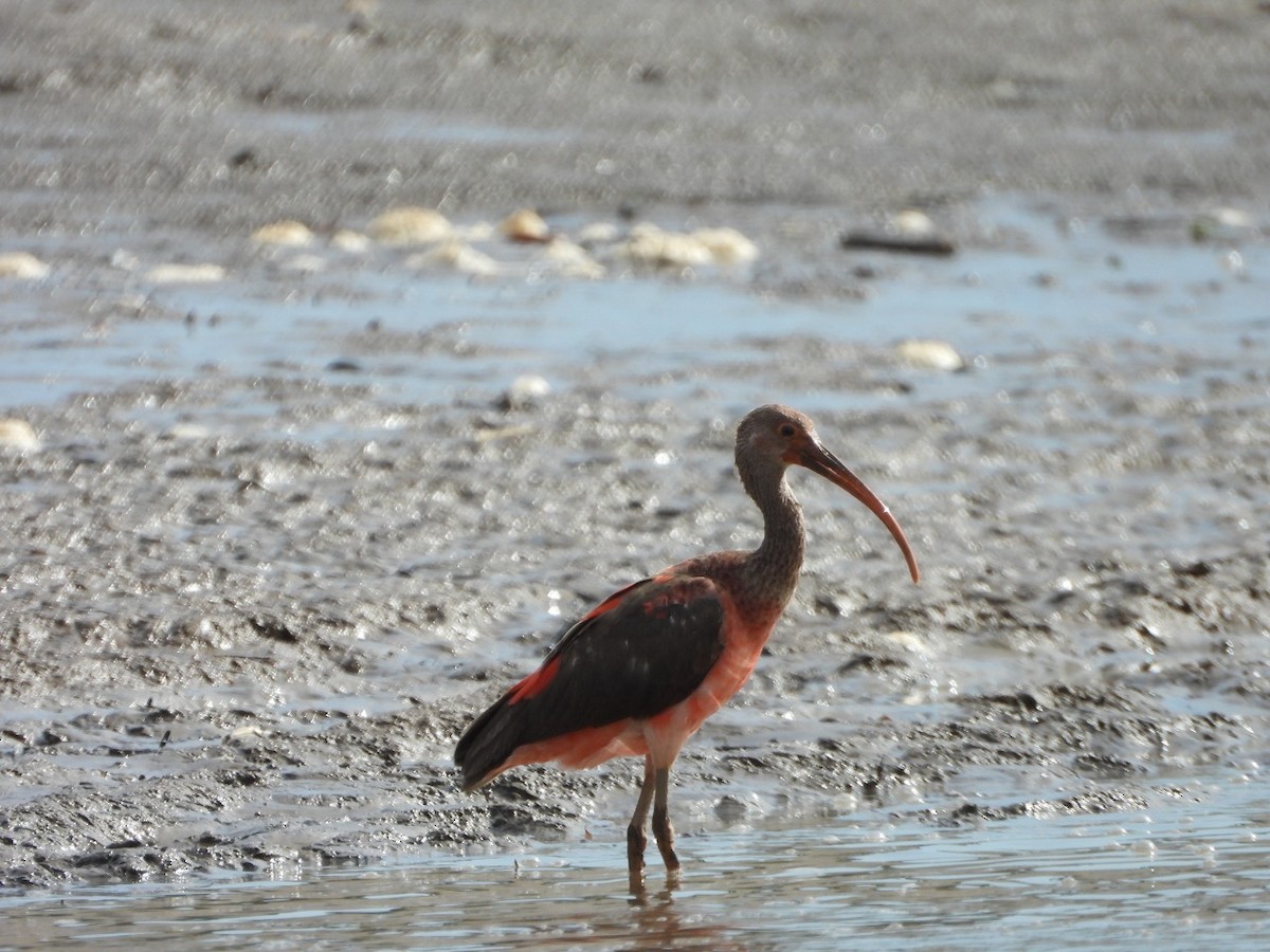 Scarlet Ibis - ML480072741