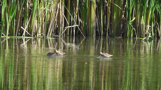 Stilt Sandpiper - ML480073421