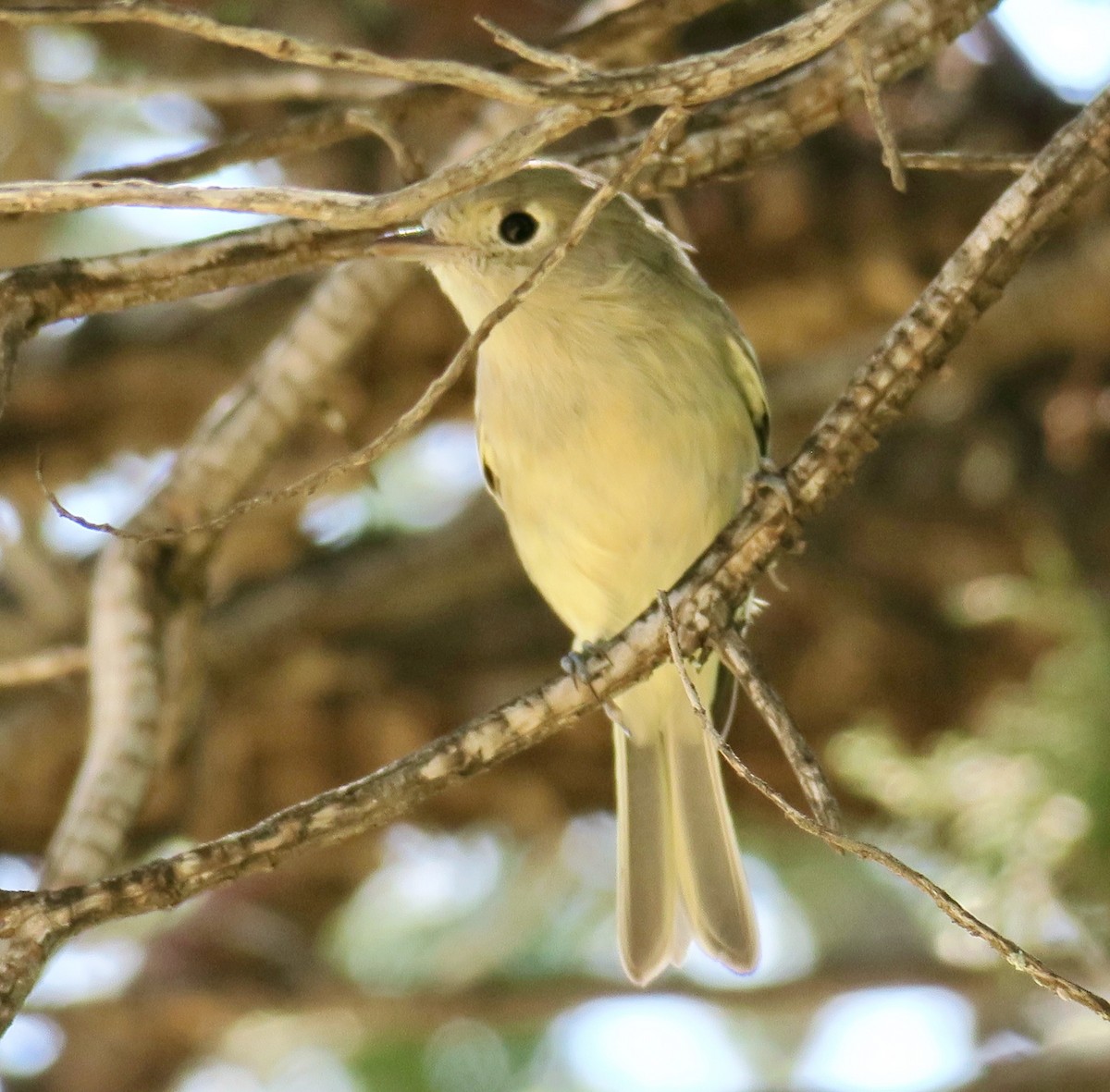 Hutton's Vireo - Seth Ausubel