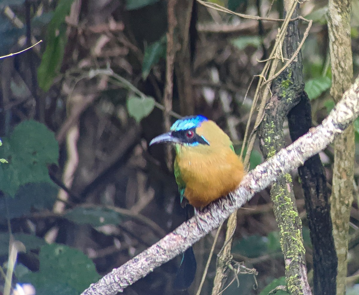 Whooping Motmot - ML480073631