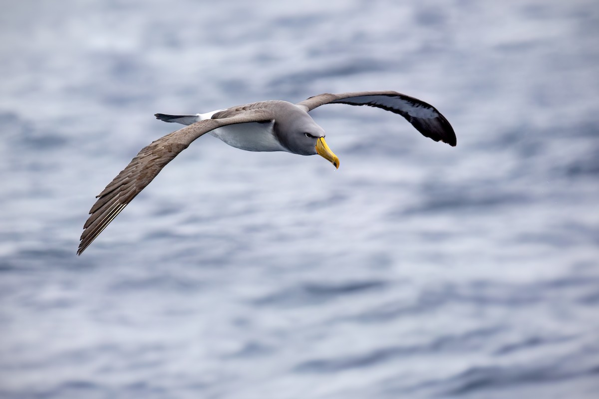 Chatham Albatross - ML480074231