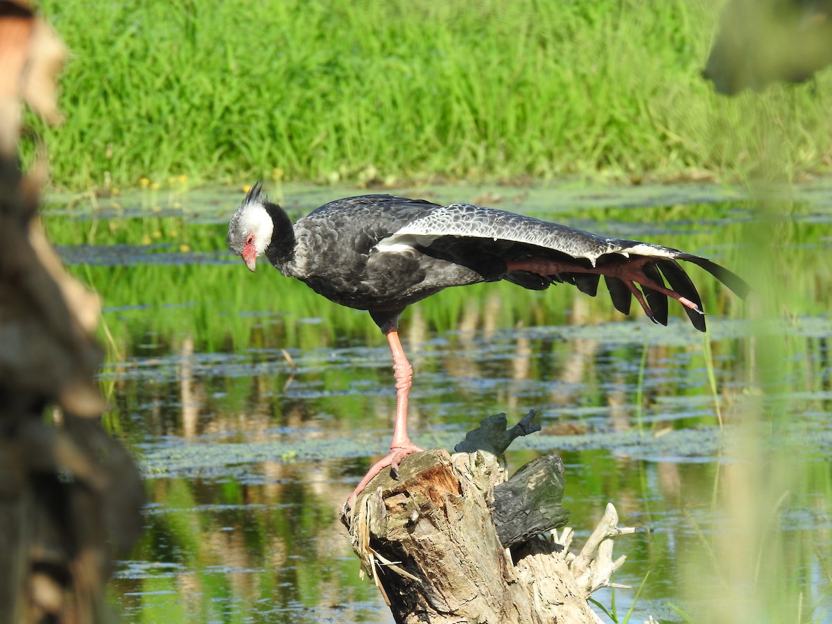 Northern Screamer - Leandro Niebles Puello