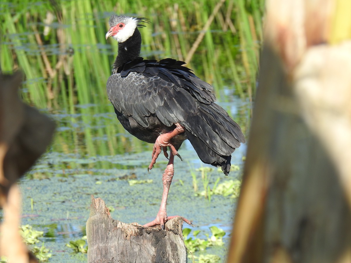 Northern Screamer - Leandro Niebles Puello