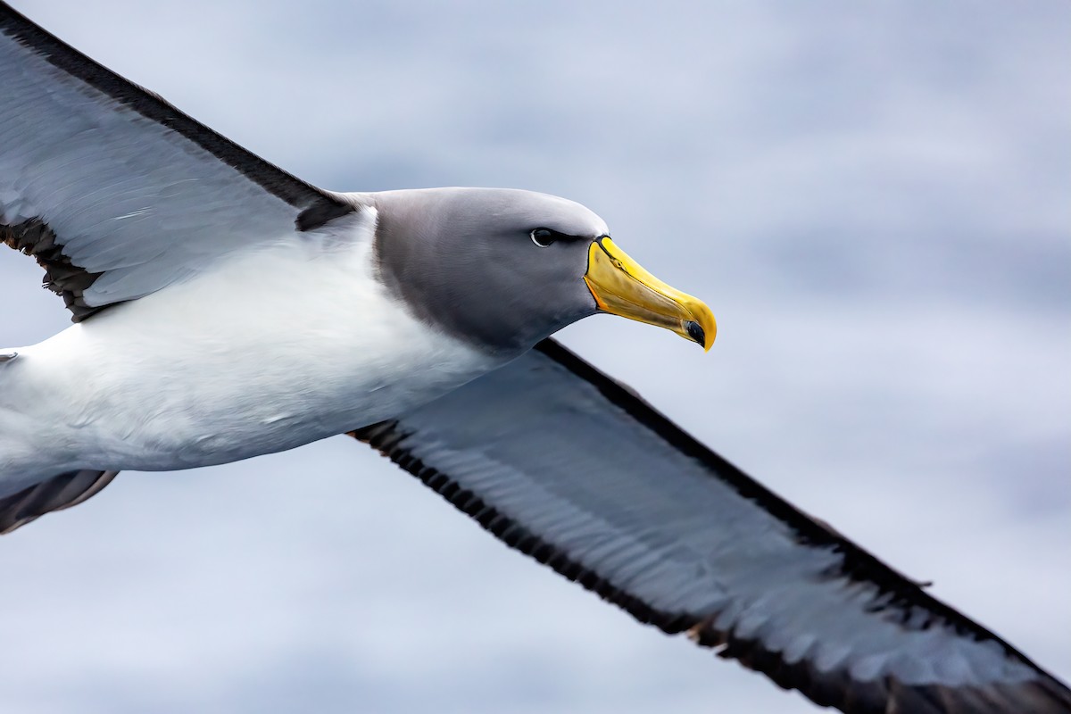 Chatham Albatross - ML480075661