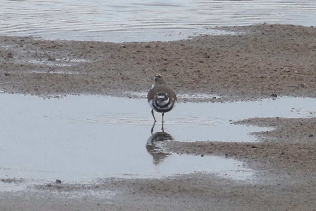 Killdeer - ML480075961