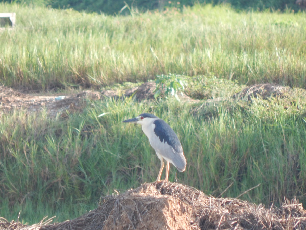 Black-crowned Night Heron - ML480076441