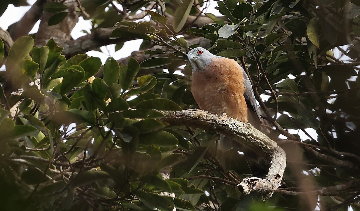 Double-toothed Kite - ML480076981