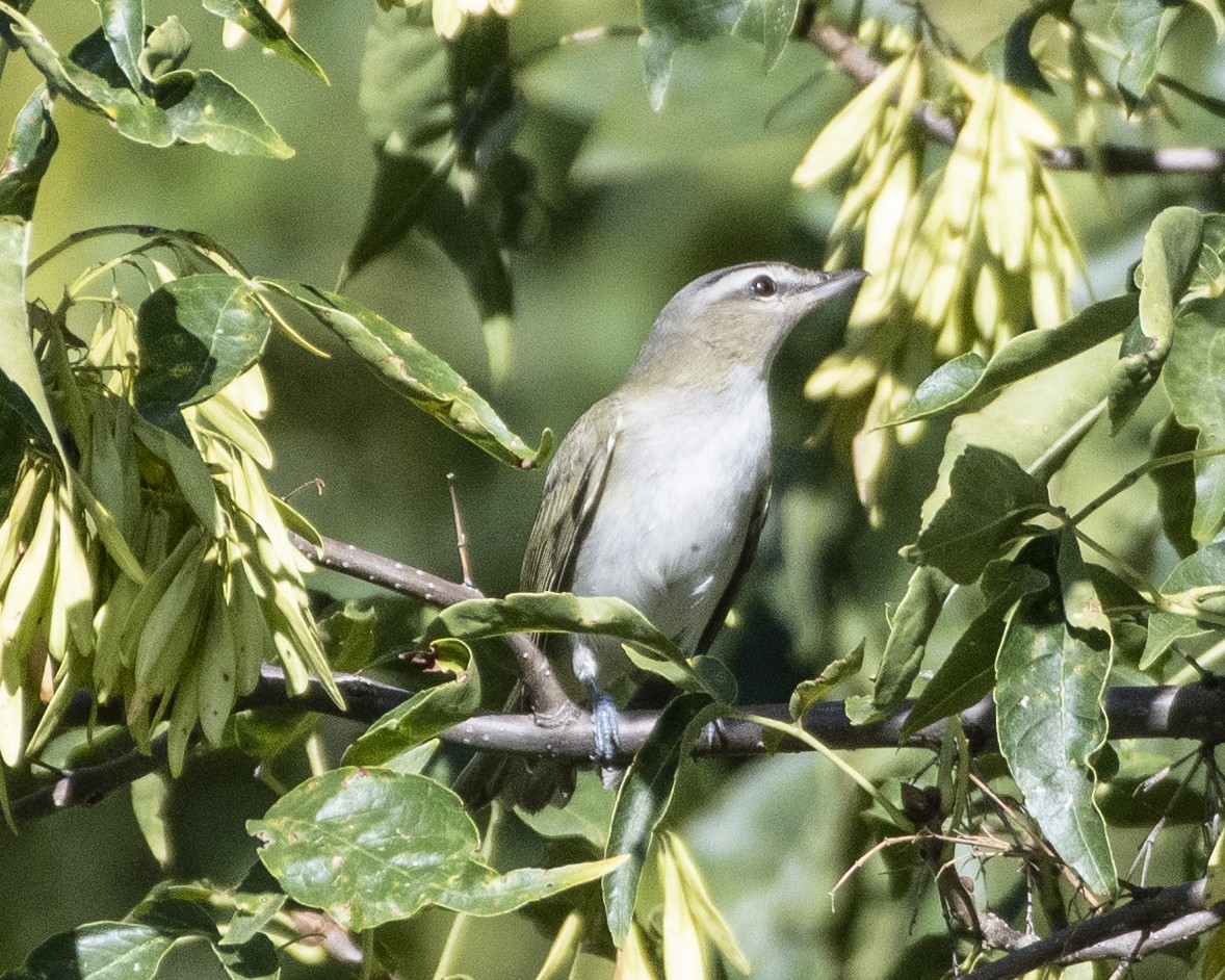 Red-eyed Vireo - Joe Breidenbach