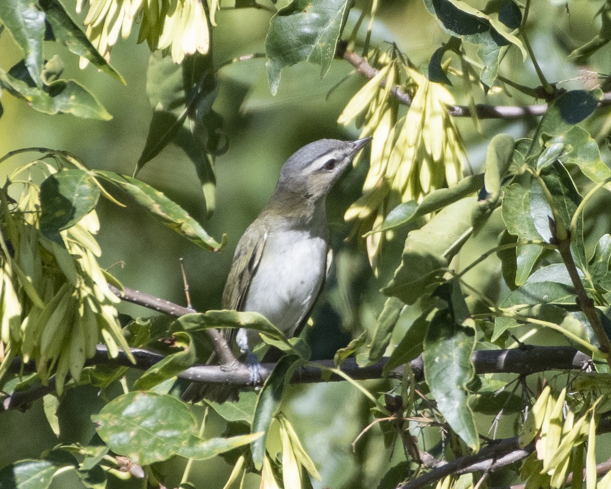 Red-eyed Vireo - ML480078061