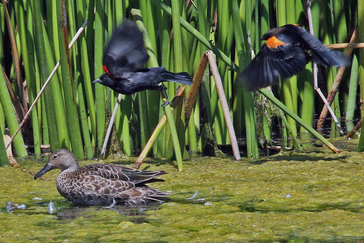 Cinnamon Teal - ML480078491